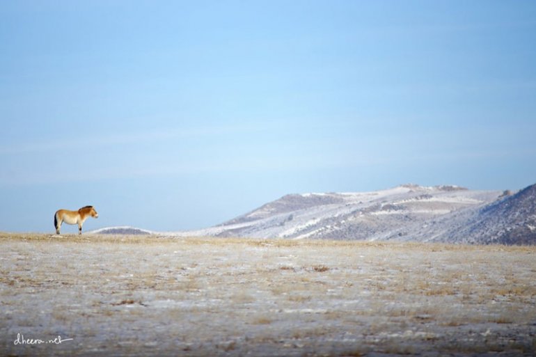 Монголын өвөл гадны зурагчны нүдээр...